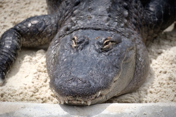 Gatorland Orlando