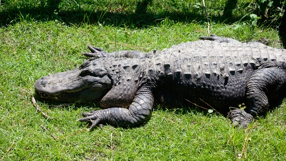 Gatorland Orlando