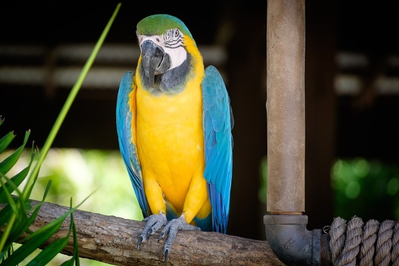 Gatorland Orlando