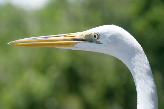 Gatorland Orlando