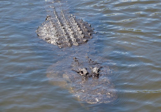 Gatorland Orlando
