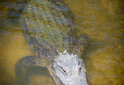 Gatorland Orlando