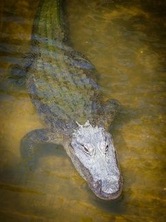 Gatorland Orlando