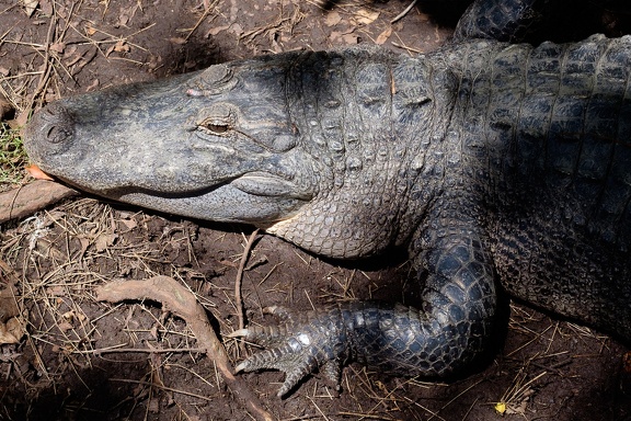 Gatorland Orlando