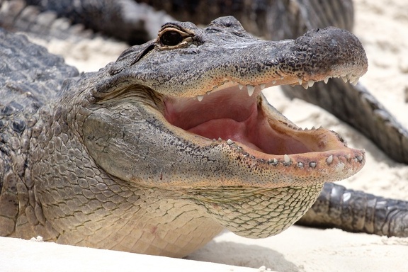 Gatorland Orlando
