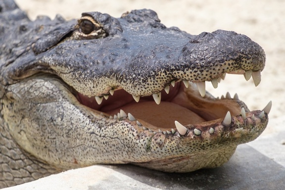 Gatorland Orlando