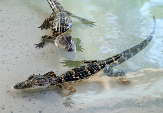 Gatorland Orlando