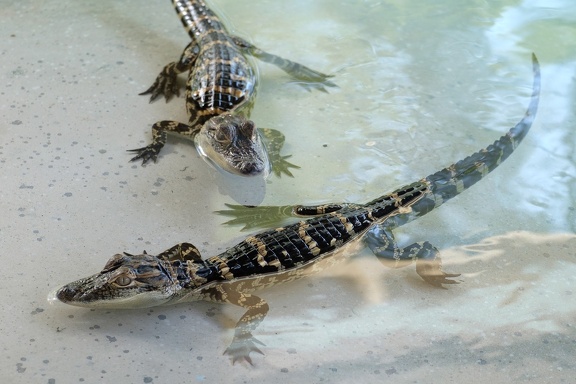 Gatorland Orlando