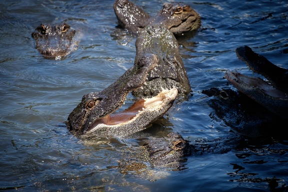 Gatorland Orlando