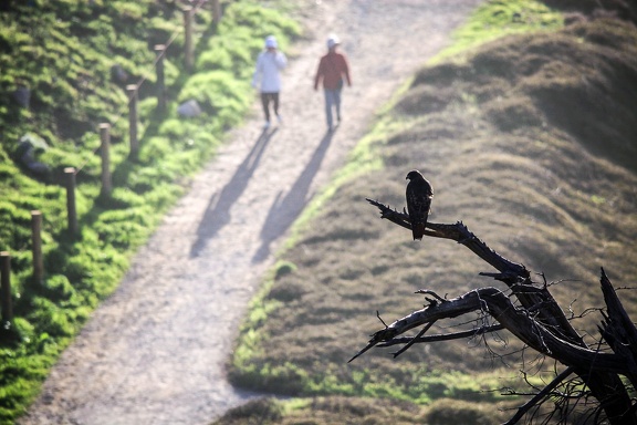 Birdwatchers