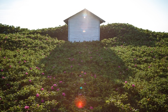 Summer Hill
