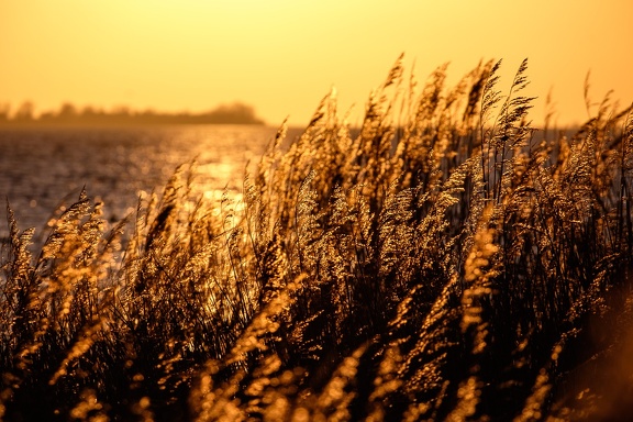 Field of gold