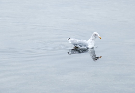 Solo Seagull