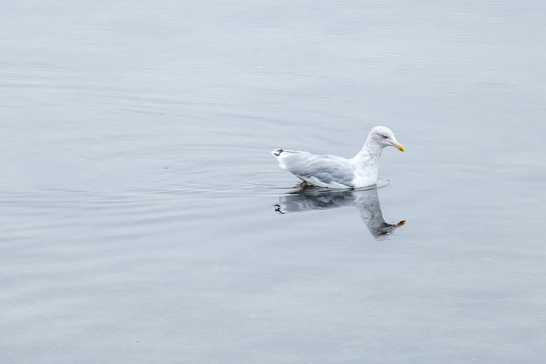 Solo Seagull.jpg