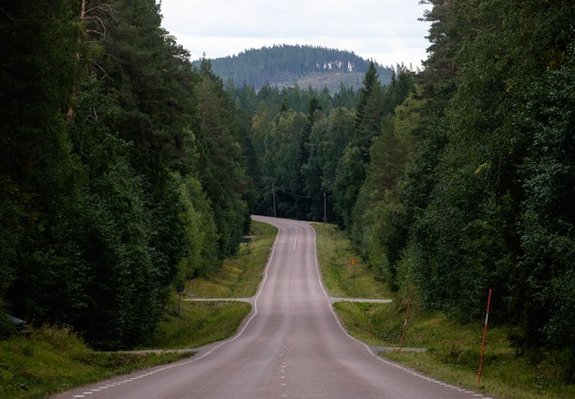 Road through the forest