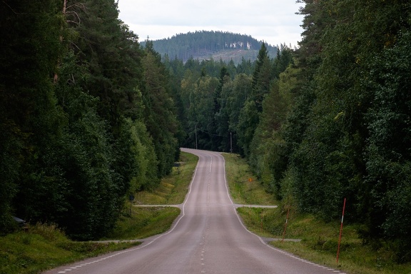 Road through the forest
