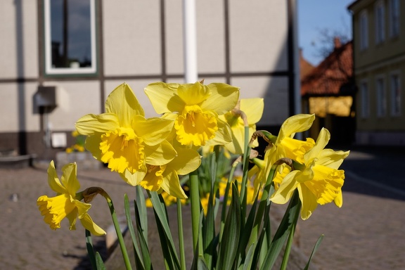 Easter flowers