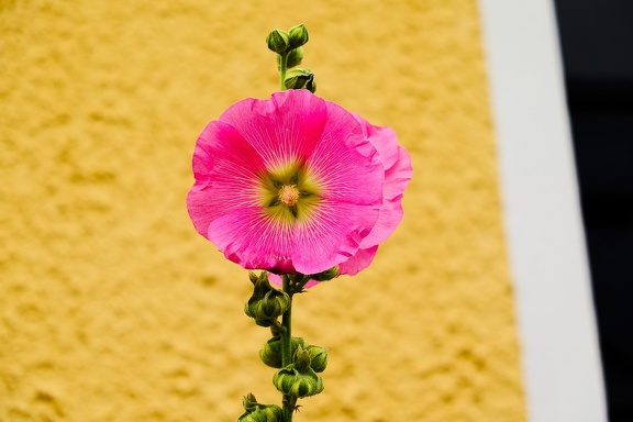 Bright colors