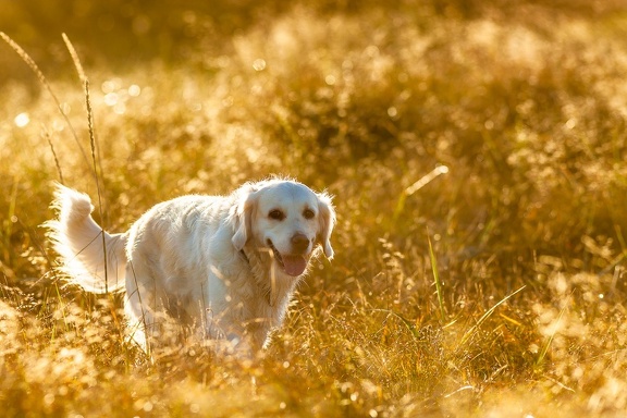 Sunny Dog