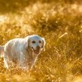 Sunny Dog.jpg