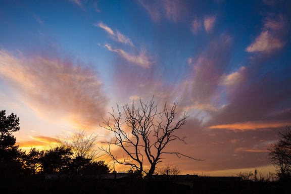 Dead Tree
