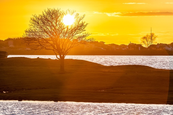 Magic Tree
