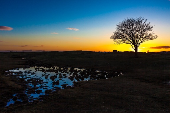Magic Tree