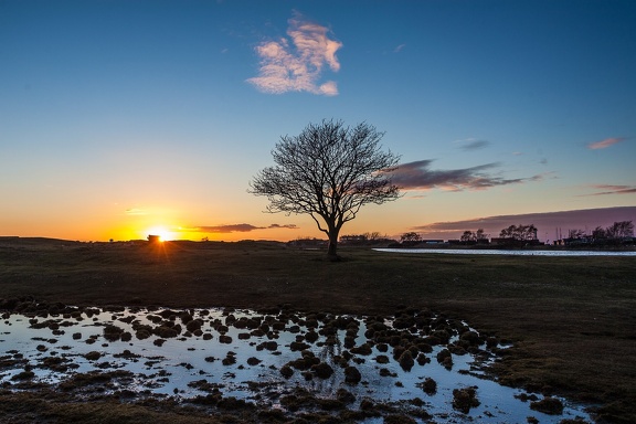 Magic Tree Sunset