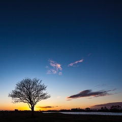 Magic Tree Sunset