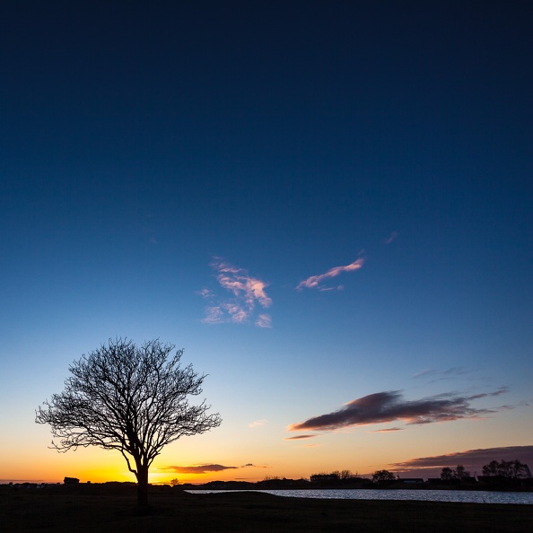 Magic Tree Sunset-2.jpg