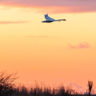 Swan in flight