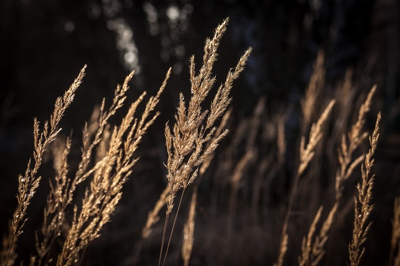 Grass