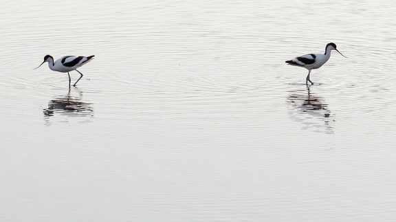 Divided Duo