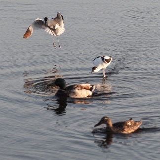 Birds