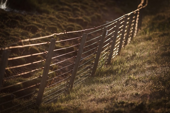 Field Fence