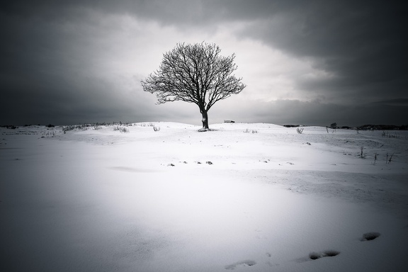 The Magic Tree