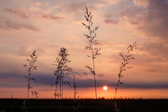 June Sunset
