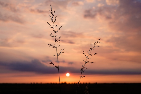 June Sunset