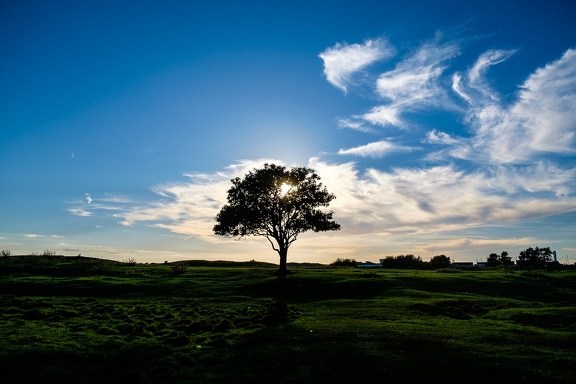 One Tree