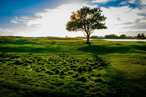 Green and Tree