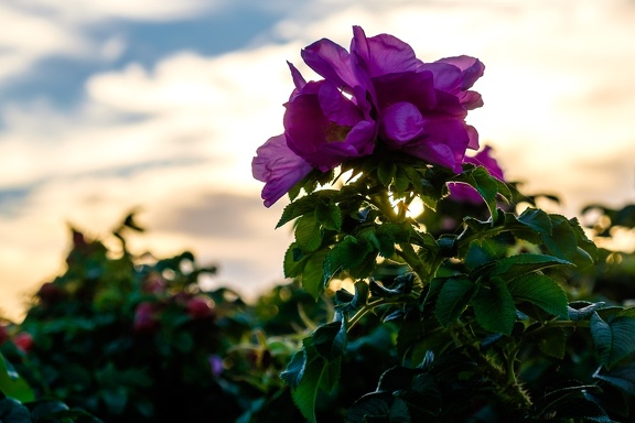 Purple Flower