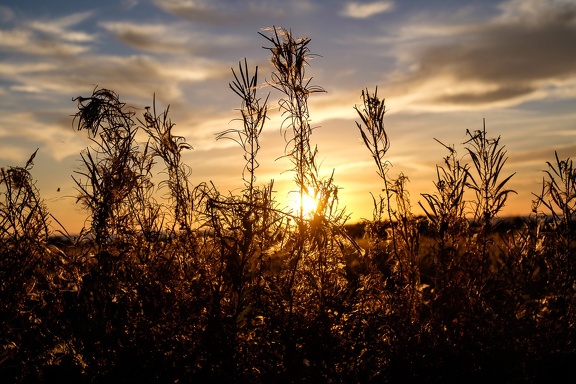 Sweet Sunset