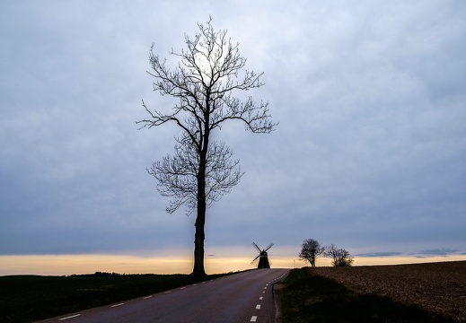 Tree and sky