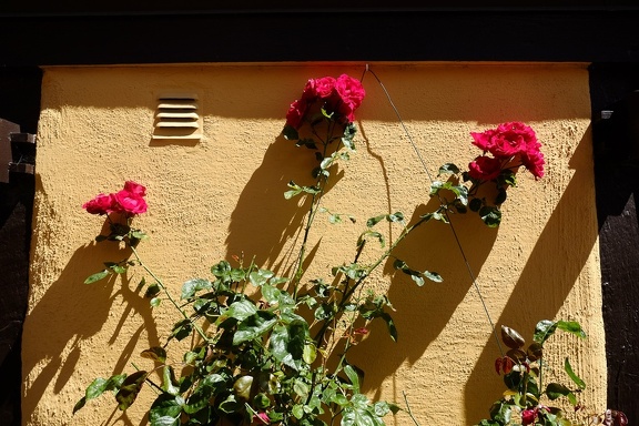 Wall flowers