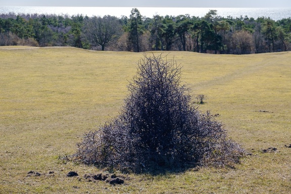 Bush