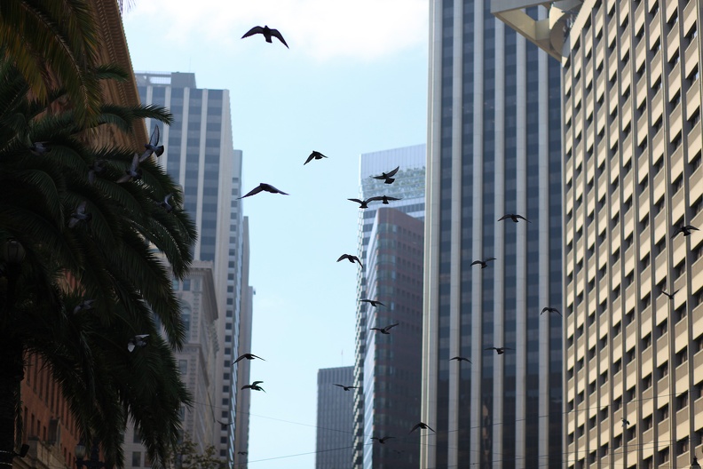 City birds.jpg