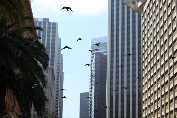 City birds