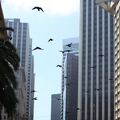 City birds