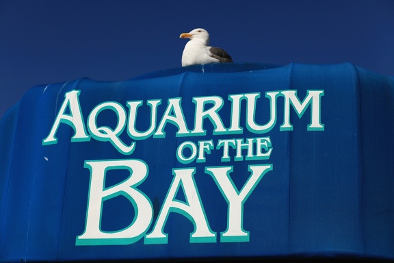 Aquarium blue