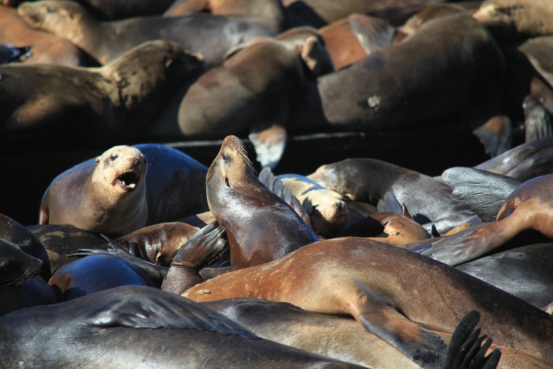 Pier 39 sea lions.jpg
